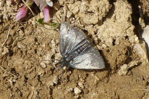 Réf. 295 398 : Metaxmeste phrygialis